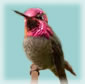 hummingbird