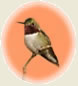 hummingbird for Grand Master HB feeder