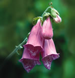 flower garden care