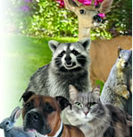 Critter Control