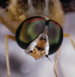 Pest Control