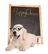 Dog Training