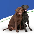 2 Dog Wireless Fence Systems by Havahart Wireless