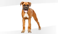Havahart Large Pet Doors