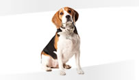 Havahart Medium Pet Doors