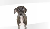 Havahart Small Pet Doors