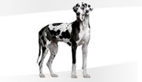 Havahart Extra Large Pet Doors