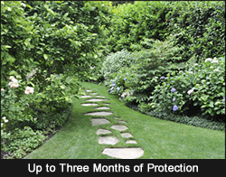 Protects Up To 3 Months!
