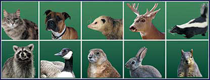 animals5266_2A