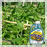 Safer® Brand Insect Killing Soap, 16 oz. Concentrate