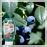 Safer® Brand Garden Dust with B.T.