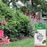 Safer® Brand Japanese Beetle Trap Replacement Bait