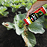 Dr. T’s Nature Products® Slug & Snail Killer Bundle