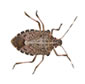 EndALL Kills Stink Bugs