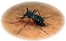 Mosquito and Tick Killer Description