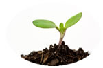 Want to know how to compost? Composting creates nutrient rich soil