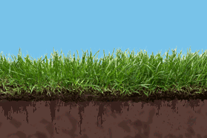 lawn